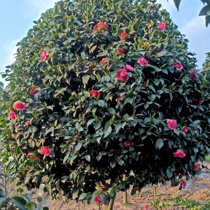 庭院景观山茶花
