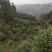 庭院景观山茶花