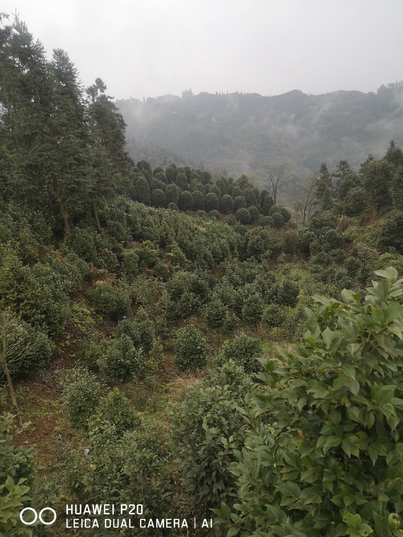 庭院景观山茶花