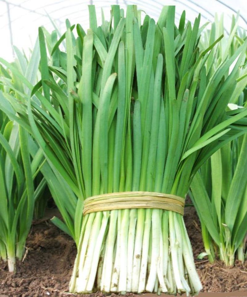 翠绿真好吃韭菜种子白根韭菜籽高产耐寒耐热阳台农家庭院