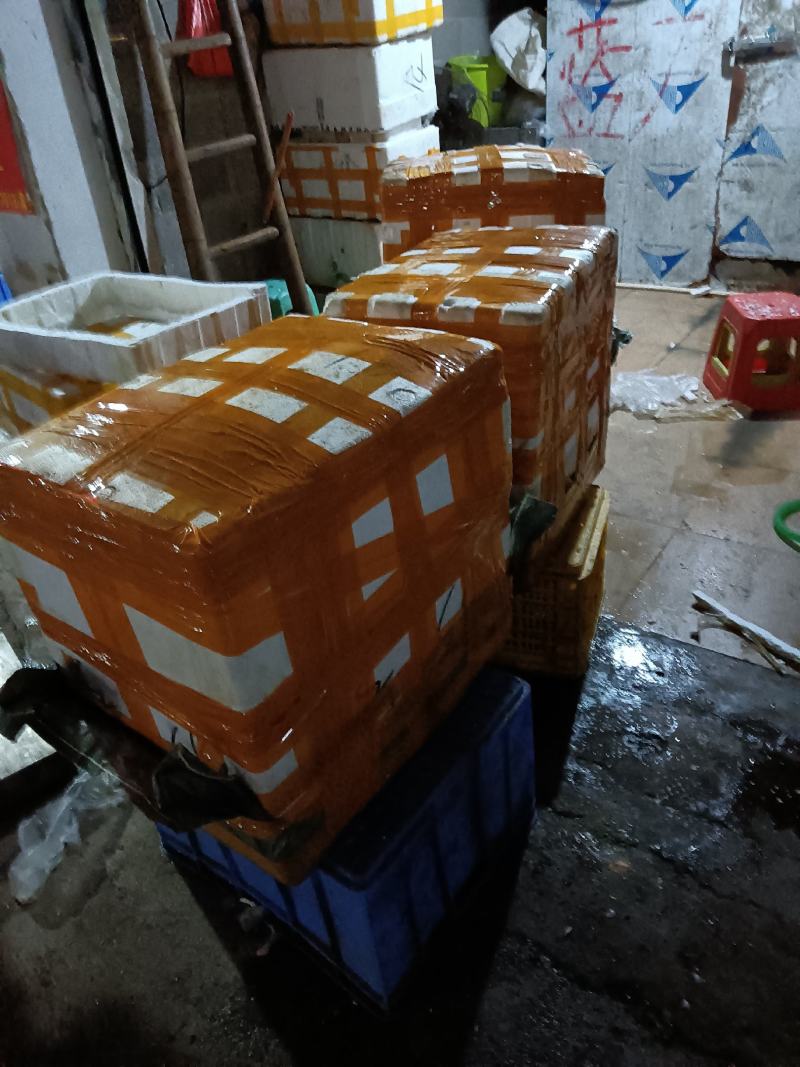长期供应批发5斤装冻板清江鱼鮰鱼原料鱼泡。