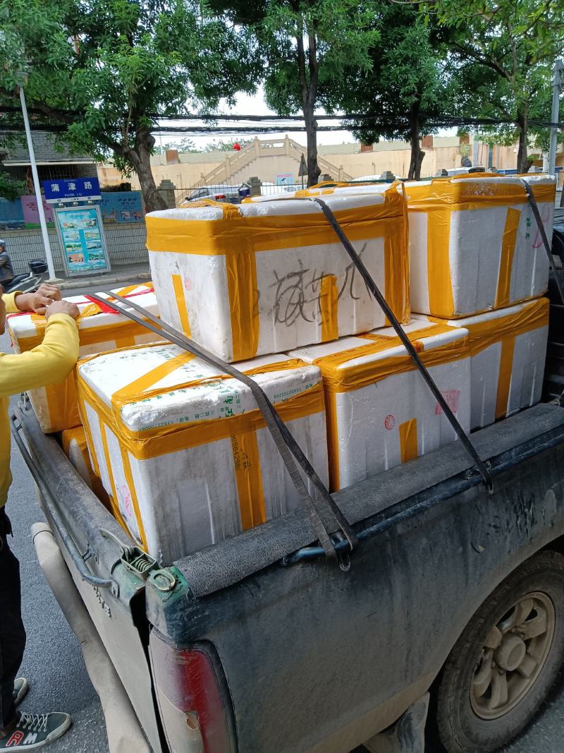 长期供应批发5斤装冻板清江鱼鮰鱼原料鱼泡。
