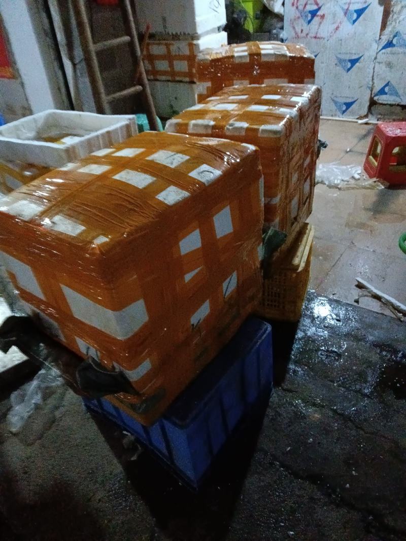 长期供应批发5斤装冻板清江鱼鮰鱼原料鱼泡。