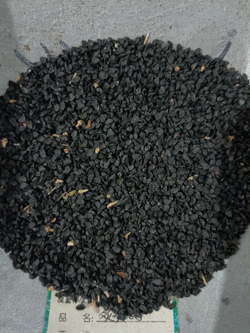 葱子葱籽药用供应各种中药材籽籽药