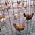 红瑶瑶鸡种蛋，正宗土鸡种蛋受精率保障90%