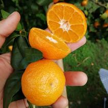 沙糖桔广西橘子砂糖橘新鲜当季水果现摘现发社区团购微商代发