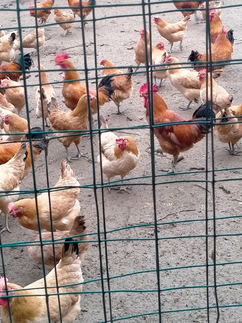 麻鸡种蛋，淮南王土鸡种蛋，三黄鸡种蛋，保障受精率