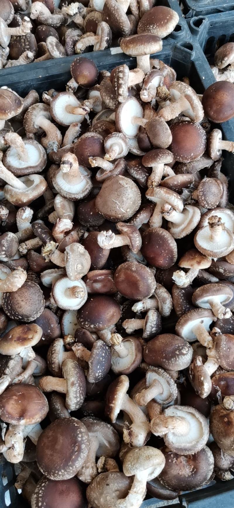 808鲜香菇加工厂用菜菇摆地摊鲜香菇便宜鲜香菇