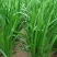 明星黑苗5号韭菜种子种籽四季菜种盆栽根青菜蔬菜菜种籽种孑