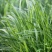 明星黑苗5号韭菜种子种籽四季菜种盆栽根青菜蔬菜菜种籽种孑