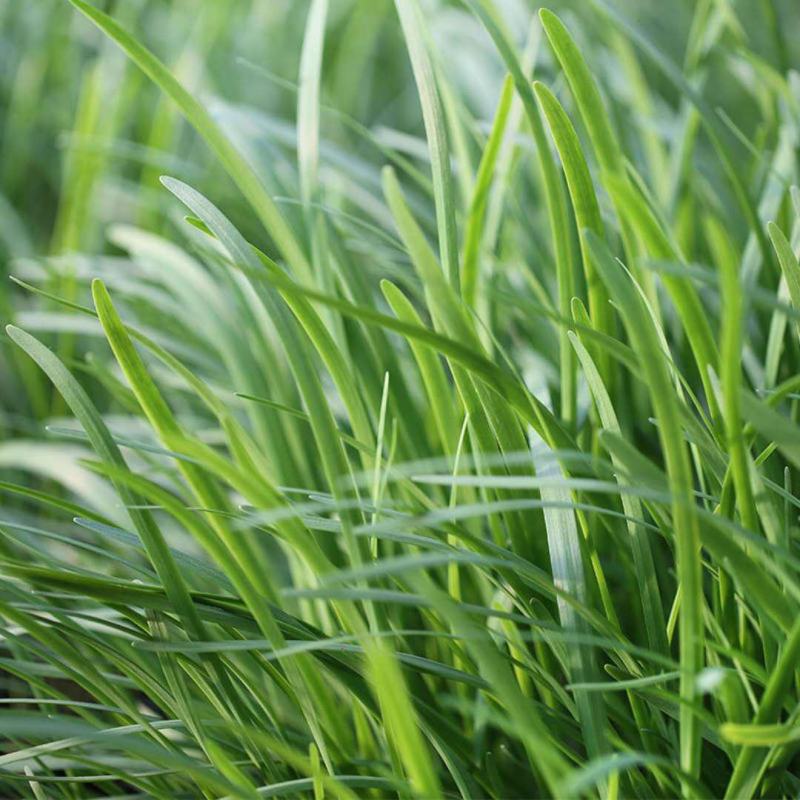 明星黑苗5号韭菜种子种籽四季菜种盆栽根青菜蔬菜菜种籽种孑