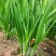 明星黑苗5号韭菜种子种籽四季菜种盆栽根青菜蔬菜菜种籽种孑