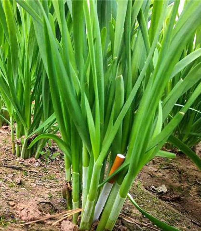 明星黑苗5号韭菜种子种籽四季菜种盆栽根青菜蔬菜菜种籽种孑
