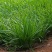 明星黑苗5号韭菜种子种籽四季菜种盆栽根青菜蔬菜菜种籽种孑