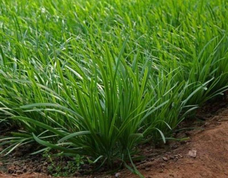明星黑苗5号韭菜种子种籽四季菜种盆栽根青菜蔬菜菜种籽种孑