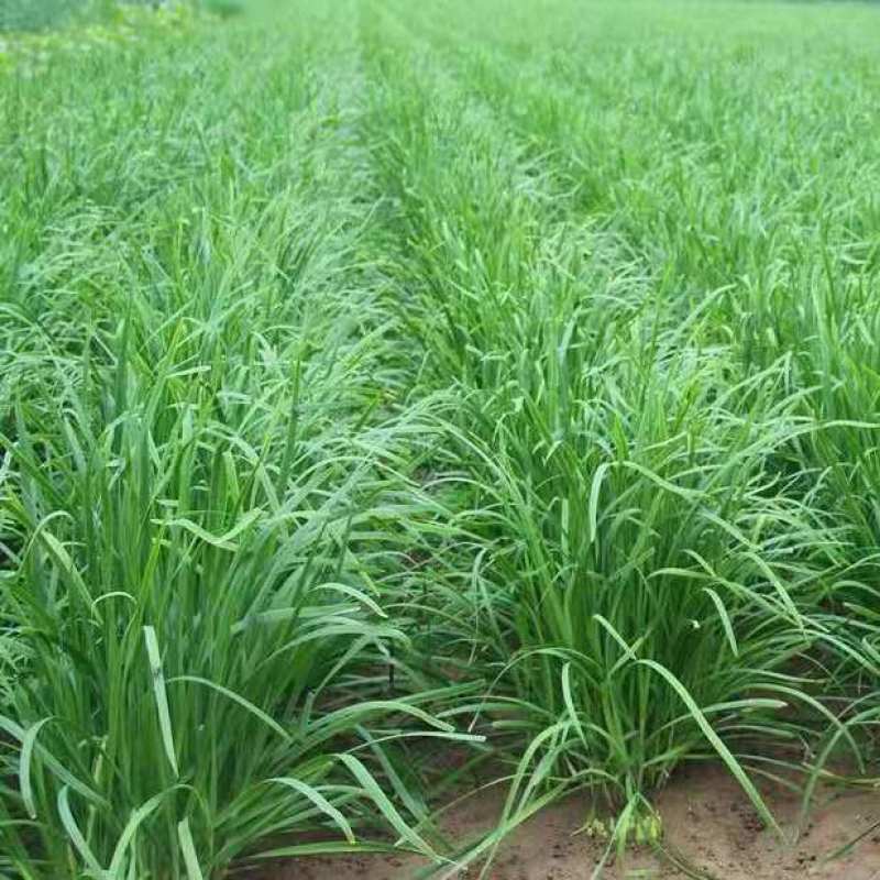 明星黑苗5号韭菜种子种籽四季菜种盆栽根青菜蔬菜菜种籽种孑