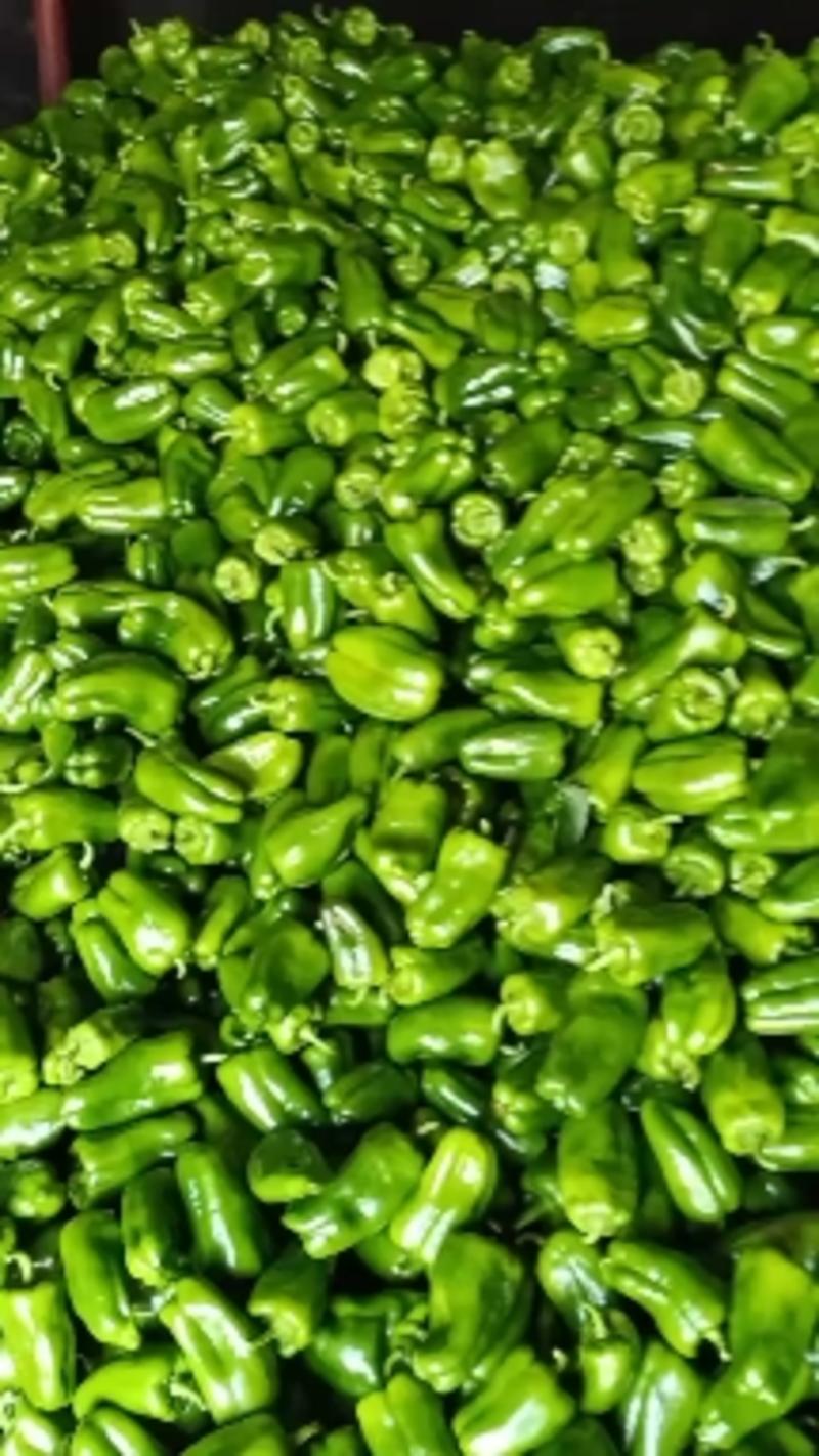 太空椒，青椒，基地直发万亩大棚蔬菜发往全国各地。