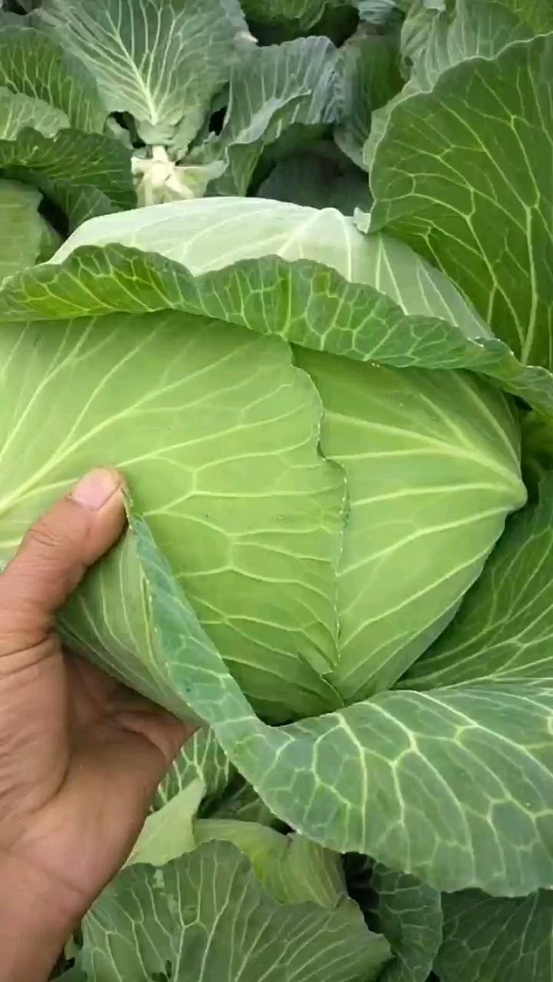 精品甘蓝包菜直供商超批发市场，各种包装，量大从优，电商货
