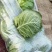精品甘蓝包菜直供商超批发市场,各种包装,量大从优,电商货