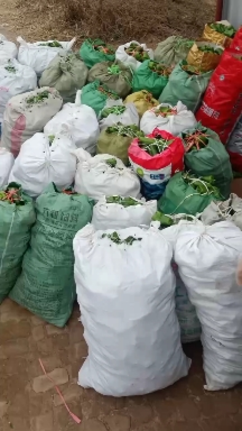 太空椒，青椒，基地直发万亩大棚蔬菜发往全国各地。