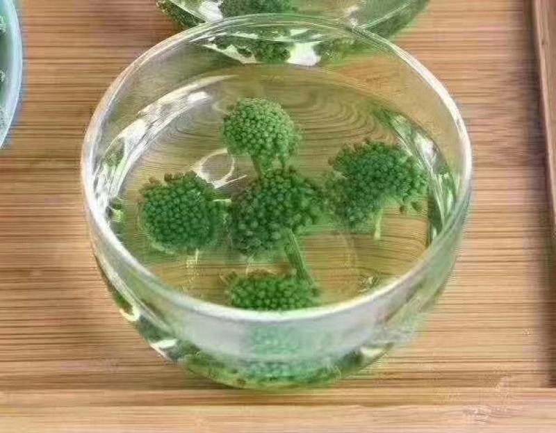 云南文山三七花