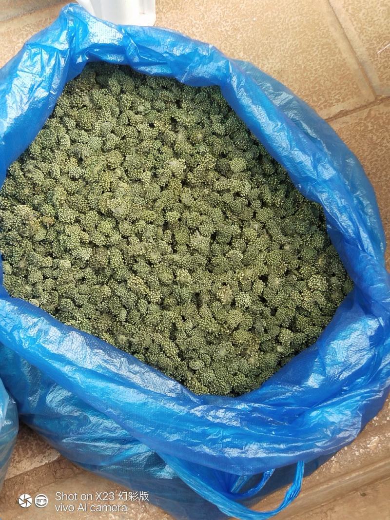 云南文山三七花