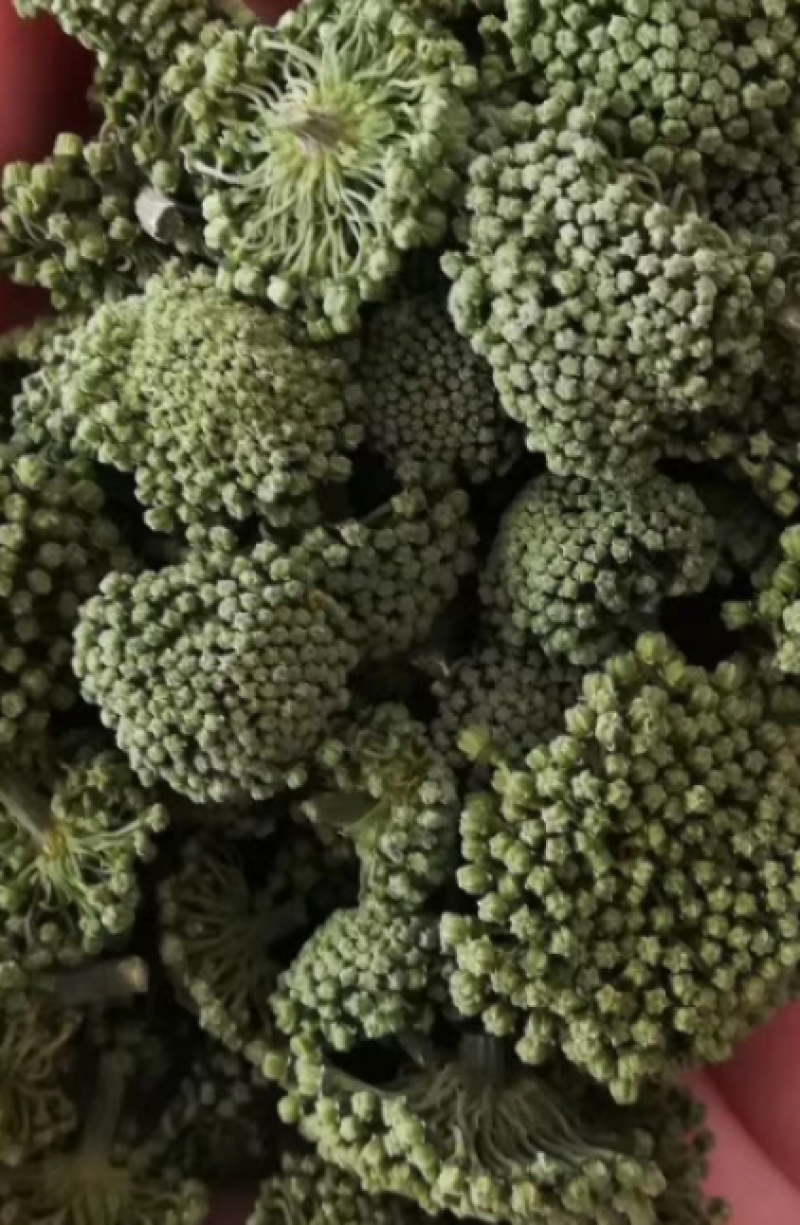 云南文山三七花