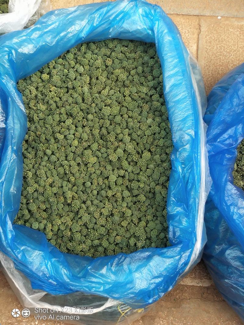 云南文山三七花