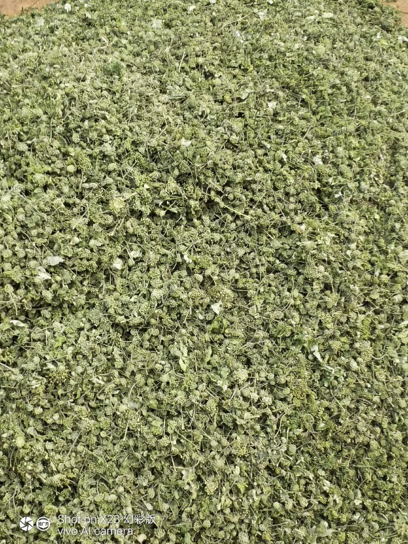 云南文山三七花