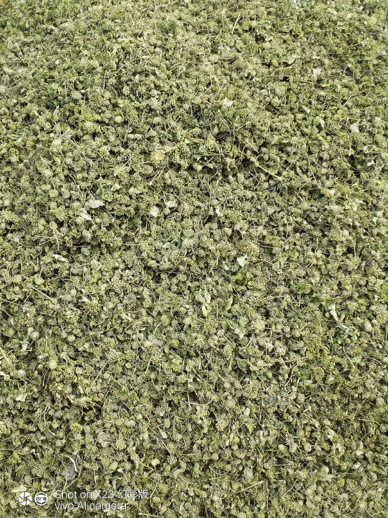 云南文山三七花