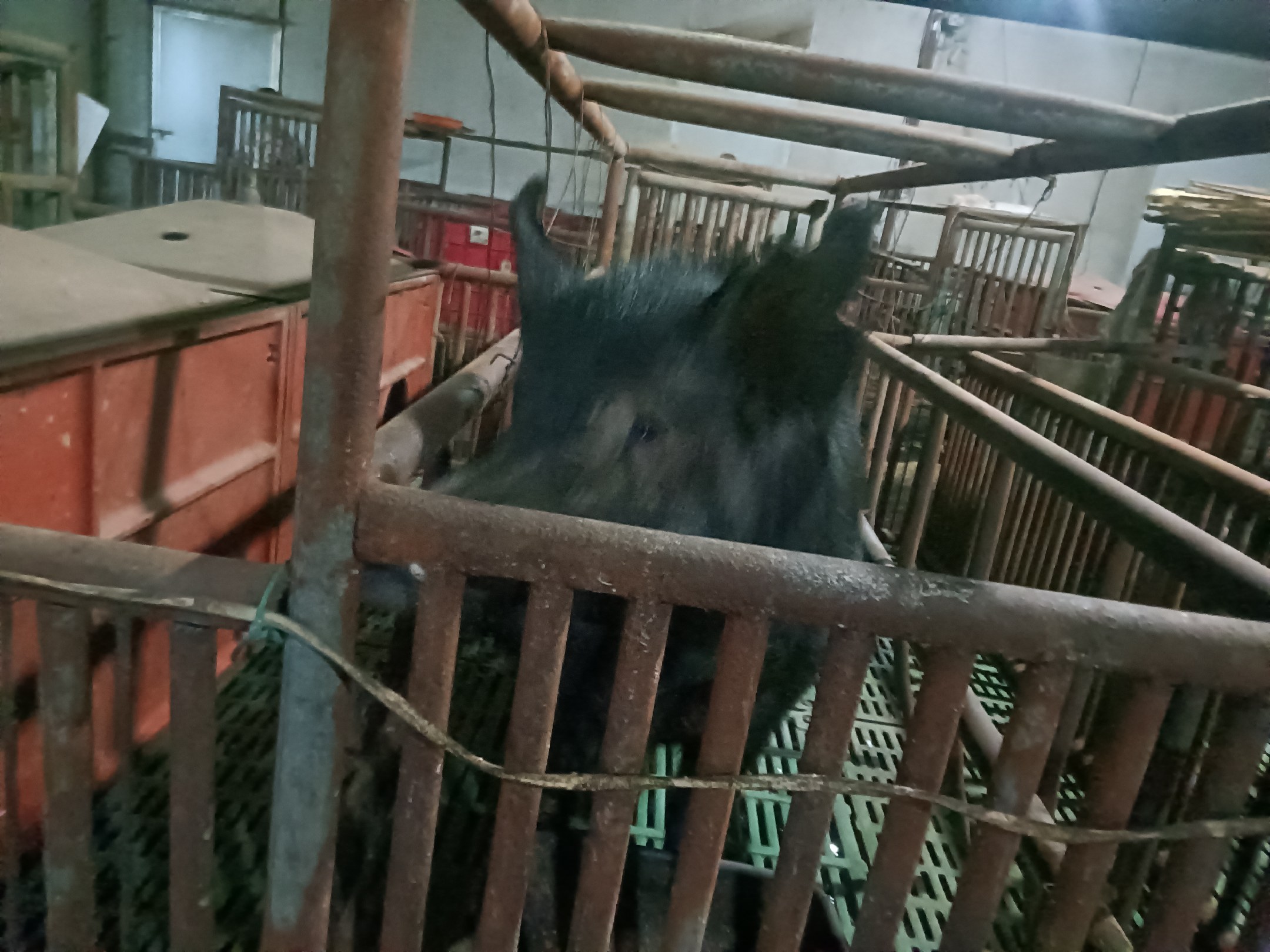 后备母猪查情操作现场