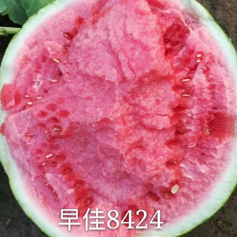 【特惠】精品8424西瓜种子早熟薄皮耐裂红瓤麒麟新疆