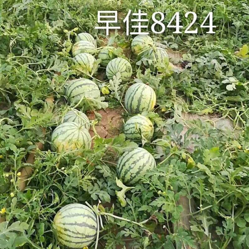 【特惠】精品8424西瓜种子早熟薄皮耐裂红瓤麒麟新疆