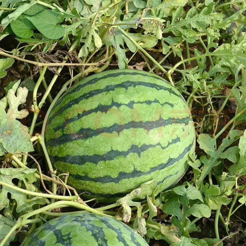 【特惠】精品8424西瓜种子早熟薄皮耐裂红瓤麒麟新疆