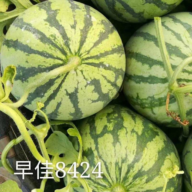 【特惠】精品8424西瓜种子早熟薄皮耐裂红瓤麒麟新疆