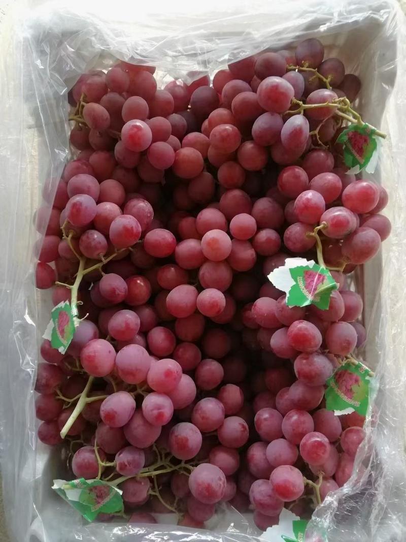 （精品）河北红提葡萄，货源充足万亩基地直供，颜色好颗粒大