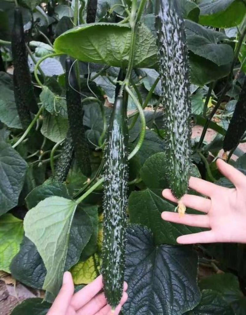 奥绿奥黄瓜种子高产抗病质脆味甜节节都有瓜黄瓜种子