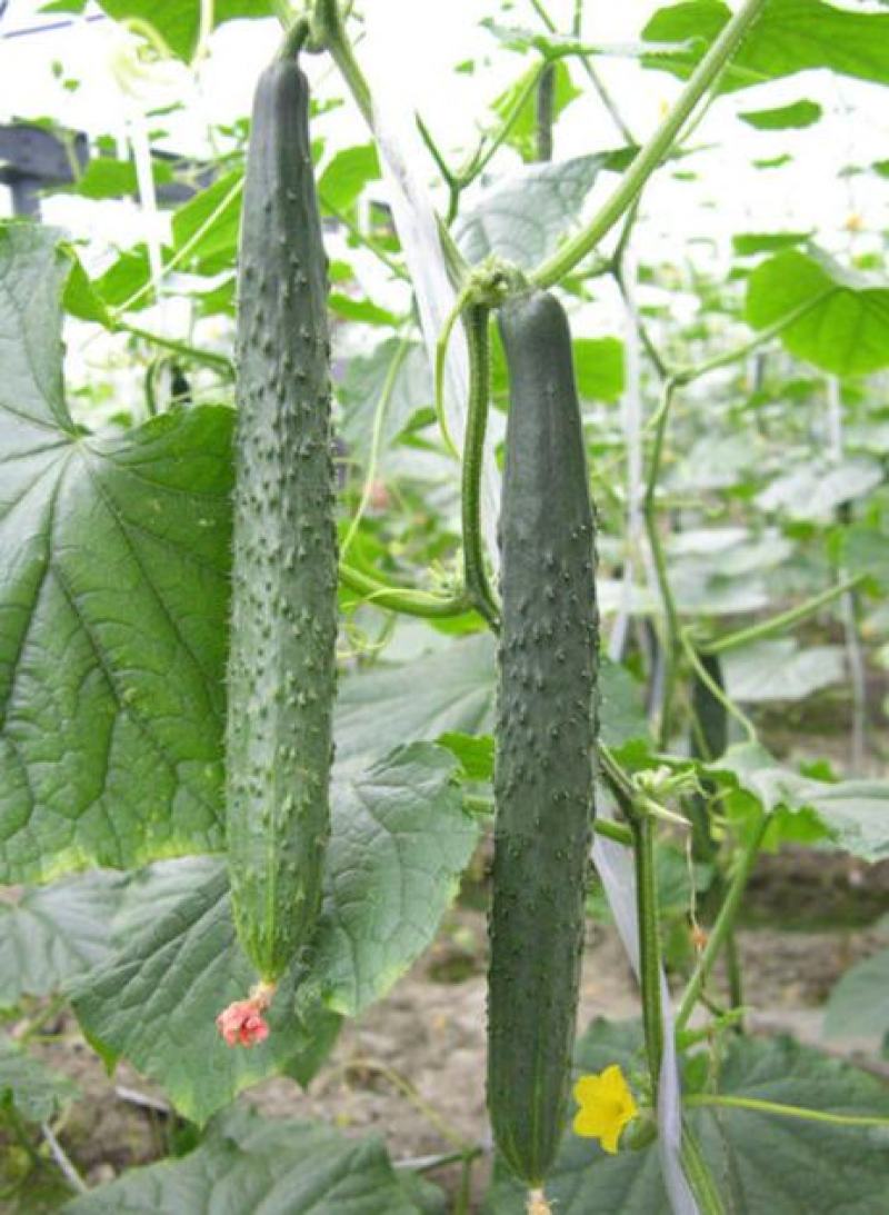 奥绿奥黄瓜种子高产抗病质脆味甜节节都有瓜黄瓜种子