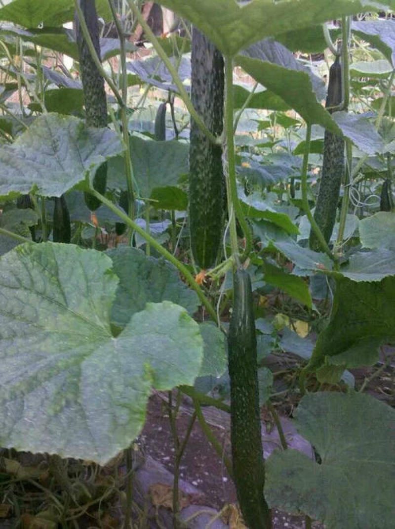 奥绿奥黄瓜种子高产抗病质脆味甜节节都有瓜黄瓜种子