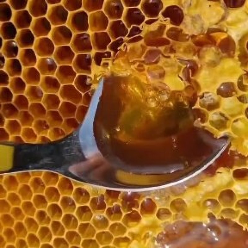 土蜂蜜