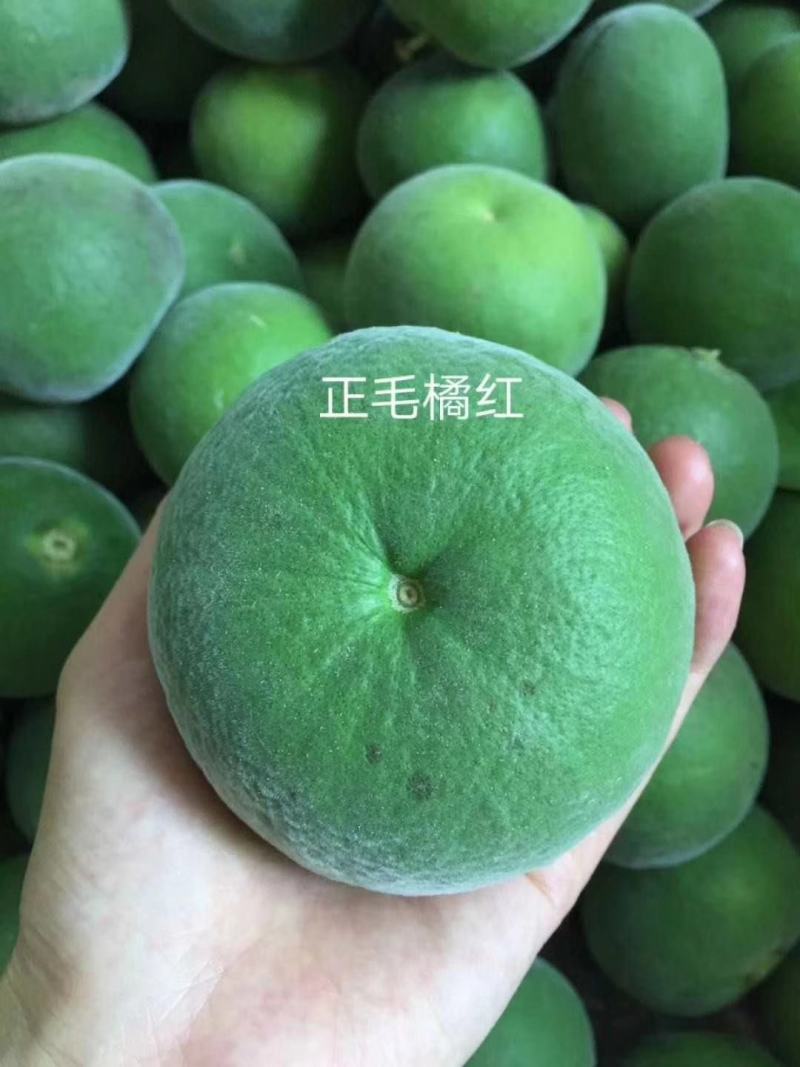 化橘红七爪正毛化州橘红七爪传统纯手工制作，产地直供