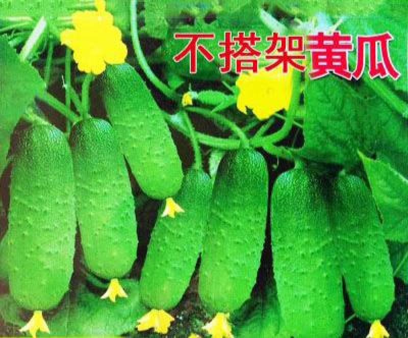 无架地黄瓜种子爬满地节节瓜春秋种植四季水果蔬菜旱黄瓜种