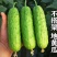 无架地黄瓜种子爬满地节节瓜春秋种植四季水果蔬菜旱黄瓜种