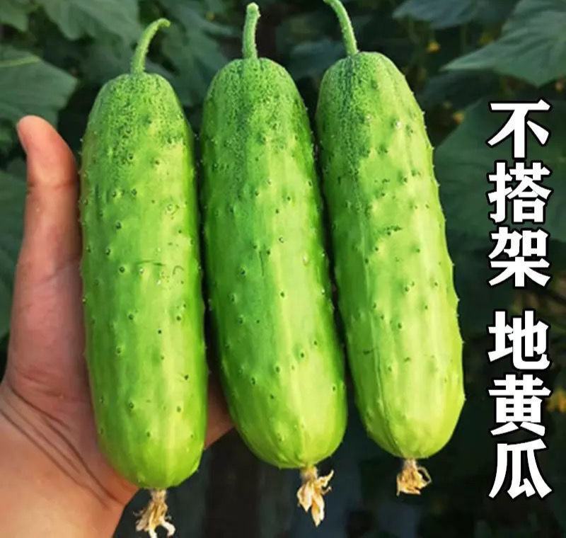 无架地黄瓜种子爬满地节节瓜春秋种植四季水果蔬菜旱黄瓜种