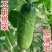 无架地黄瓜种子爬满地节节瓜春秋种植四季水果蔬菜旱黄瓜种
