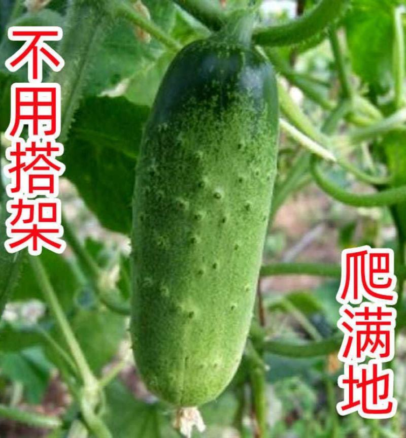 无架地黄瓜种子爬满地节节瓜春秋种植四季水果蔬菜旱黄瓜种