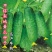 无架地黄瓜种子爬满地节节瓜春秋种植四季水果蔬菜旱黄瓜种