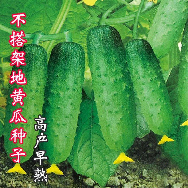 无架地黄瓜种子爬满地节节瓜春秋种植四季水果蔬菜旱黄瓜种