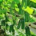 无架地黄瓜种子爬满地节节瓜春秋种植四季水果蔬菜旱黄瓜种