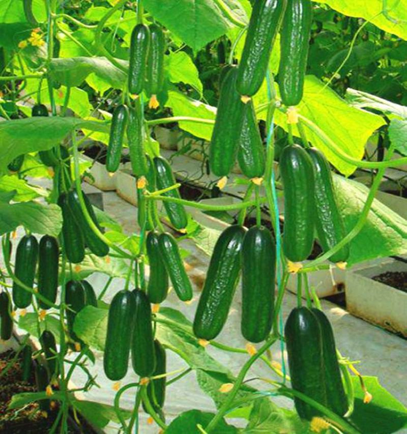 无架地黄瓜种子爬满地节节瓜春秋种植四季水果蔬菜旱黄瓜种